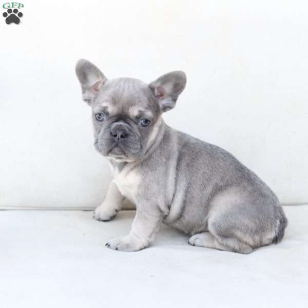 Winnie, French Bulldog Puppy