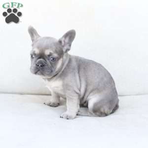 Winnie, French Bulldog Puppy