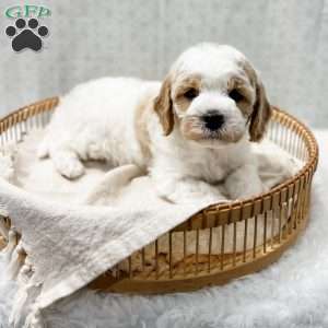 River, Cavapoo Puppy