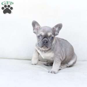 Winnie, French Bulldog Puppy