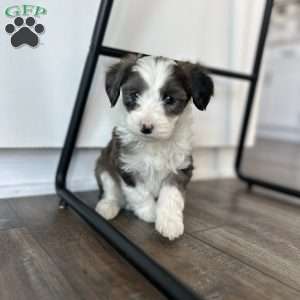 Arrow, Mini Sheepadoodle Puppy