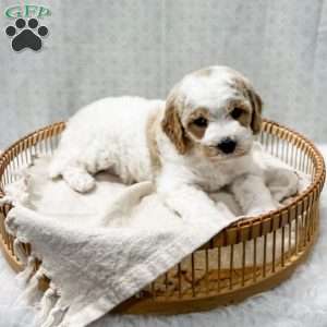 River, Cavapoo Puppy