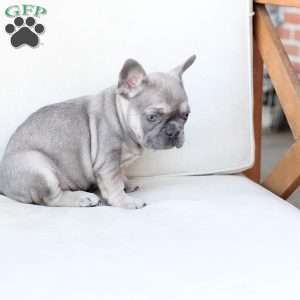 Winnie, French Bulldog Puppy