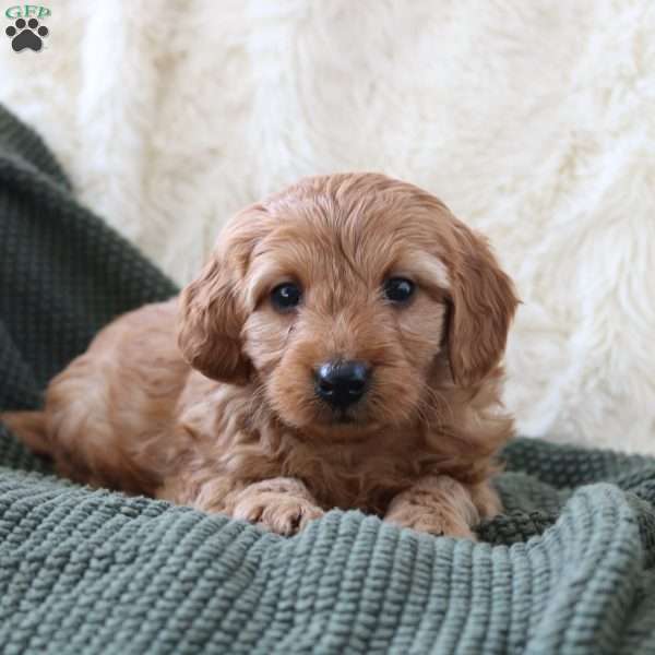 Leo, Mini Goldendoodle Puppy