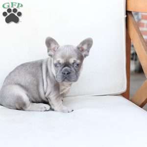 Winnie, French Bulldog Puppy