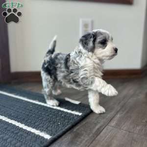 Ricky, Mini Sheepadoodle Puppy