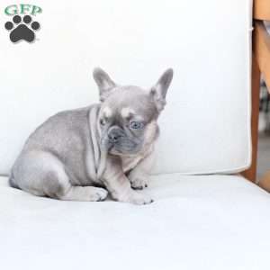 Winnie, French Bulldog Puppy