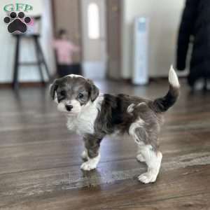 Cash, Mini Sheepadoodle Puppy