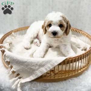River, Cavapoo Puppy