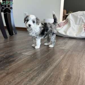 Ricky, Mini Sheepadoodle Puppy