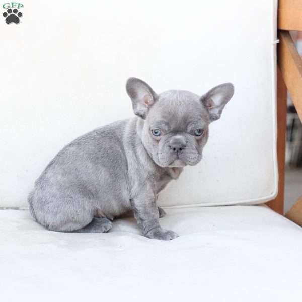 Lola, French Bulldog Puppy