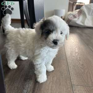 Scout, Mini Sheepadoodle Puppy