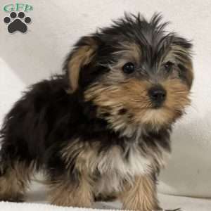 Blake, Yorkie Puppy