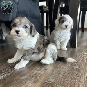 Cash, Mini Sheepadoodle Puppy