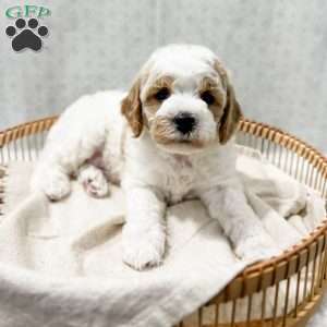 River, Cavapoo Puppy