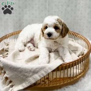 River, Cavapoo Puppy