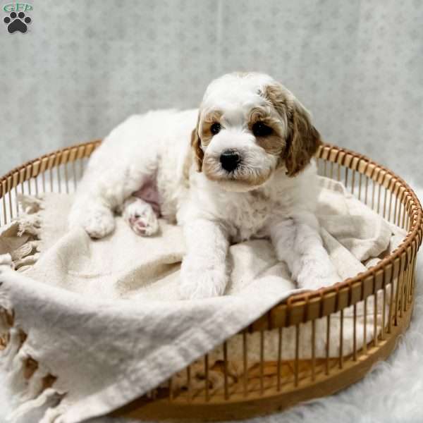 River, Cavapoo Puppy