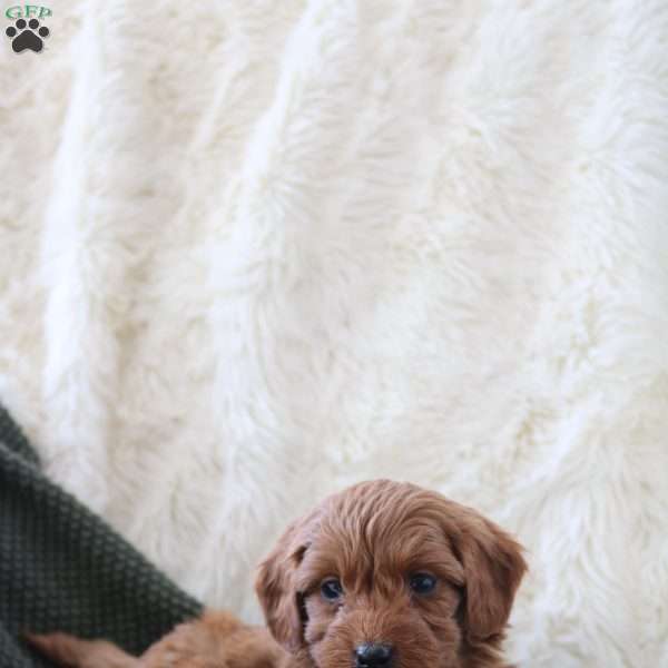 Penny, Mini Goldendoodle Puppy