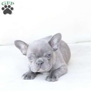 Lola, French Bulldog Puppy