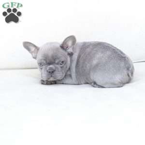 Lola, French Bulldog Puppy