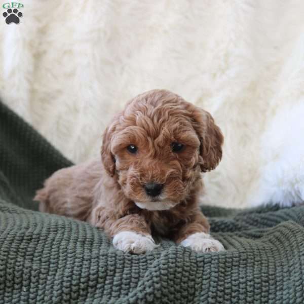 Indie, Mini Goldendoodle Puppy