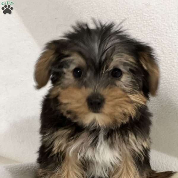 Blake, Yorkie Puppy