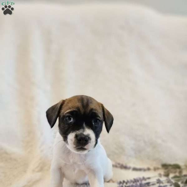 Valentine, Rat Terrier Mix Puppy
