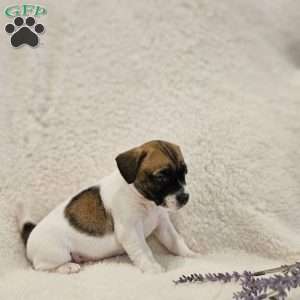 Valentine, Rat Terrier Mix Puppy