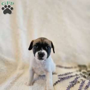 Valentine, Rat Terrier Mix Puppy