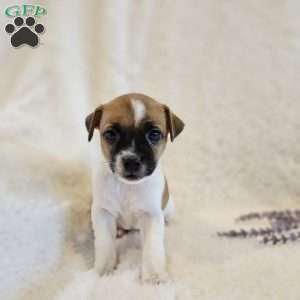 Honey, Rat Terrier Mix Puppy