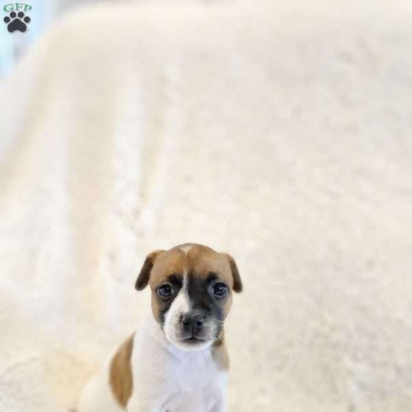 Ruby, Rat Terrier Mix Puppy