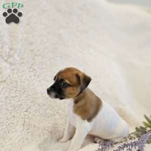 Ruby, Rat Terrier Mix Puppy