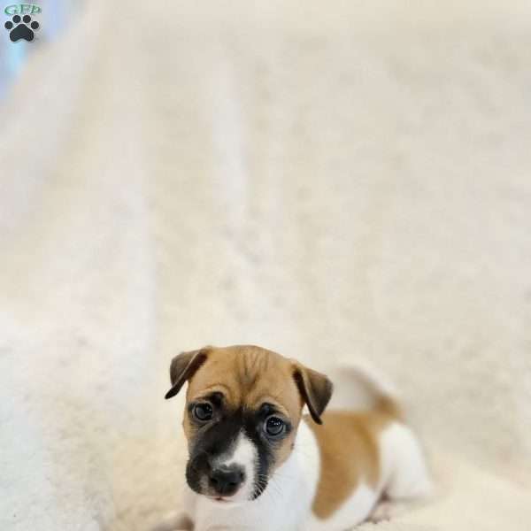 Luna, Rat Terrier Mix Puppy