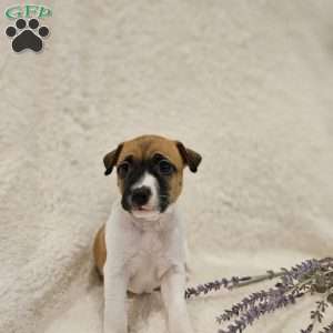 Luna, Rat Terrier Mix Puppy