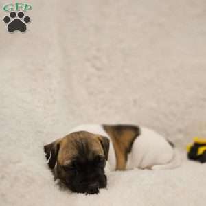 Rocky, Rat Terrier Mix Puppy