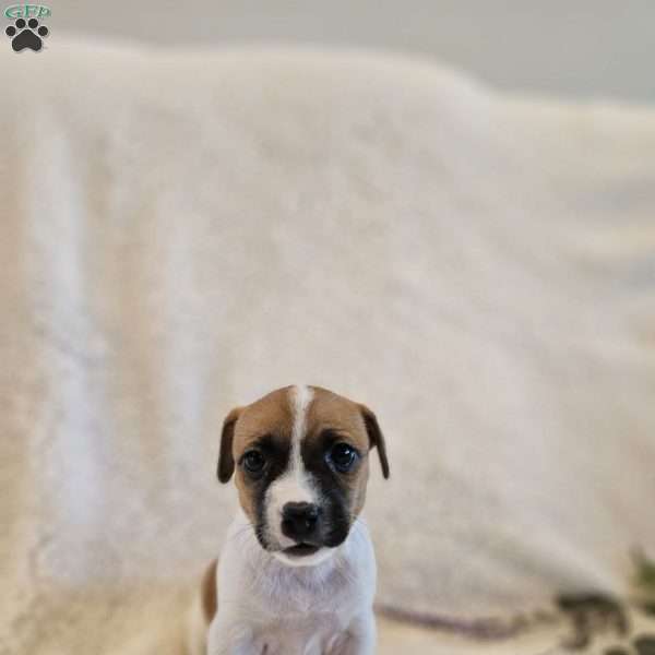 Poppy, Rat Terrier Mix Puppy