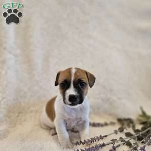 Poppy, Rat Terrier Mix Puppy