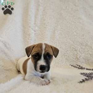 Poppy, Rat Terrier Mix Puppy