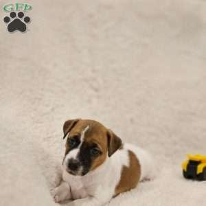 Rusty, Rat Terrier Mix Puppy