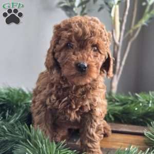 Cuddles, Mini Goldendoodle Puppy