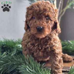 Cuddles, Mini Goldendoodle Puppy