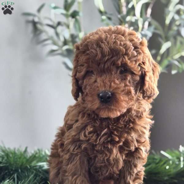 Cuddles, Mini Goldendoodle Puppy