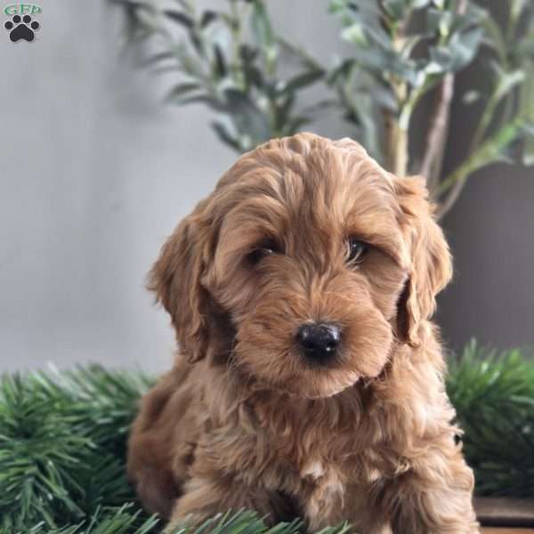 Ruby, Mini Goldendoodle Puppy