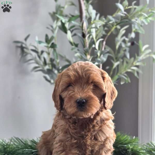 Jasmin, Mini Goldendoodle Puppy
