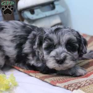 King, Maltipoo Puppy