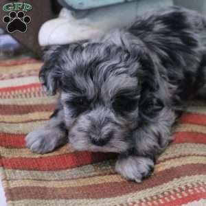 King, Maltipoo Puppy