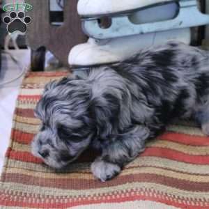 King, Maltipoo Puppy