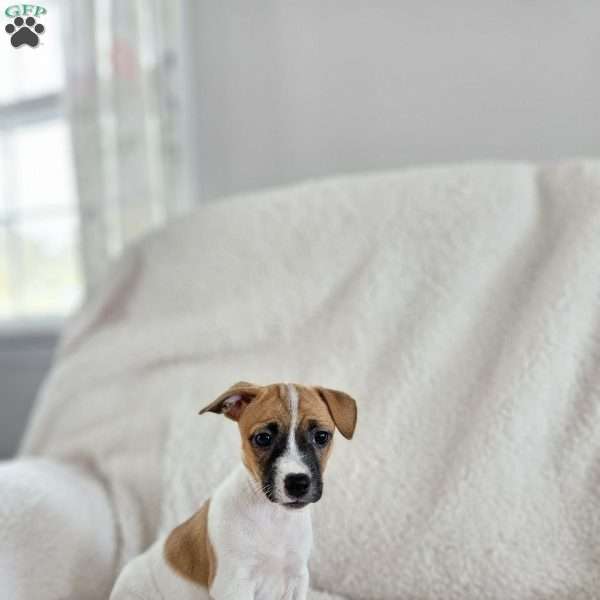 Poppy, Rat Terrier Mix Puppy