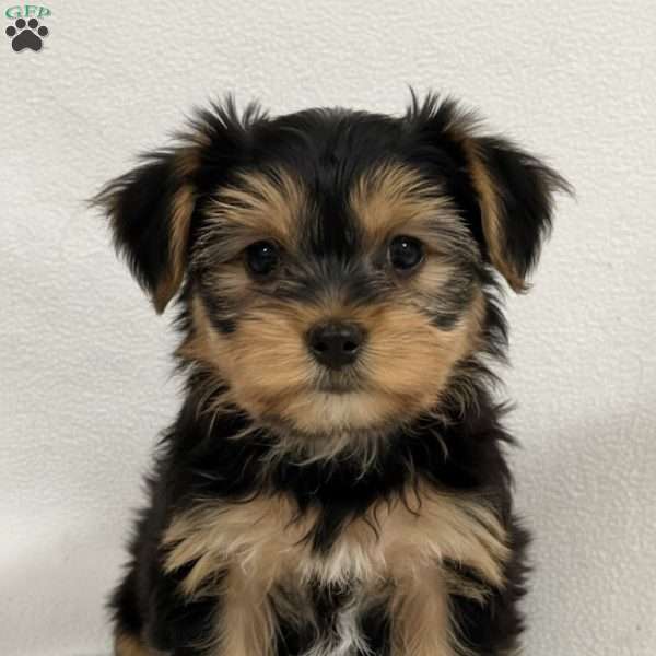 Beau, Yorkie Puppy