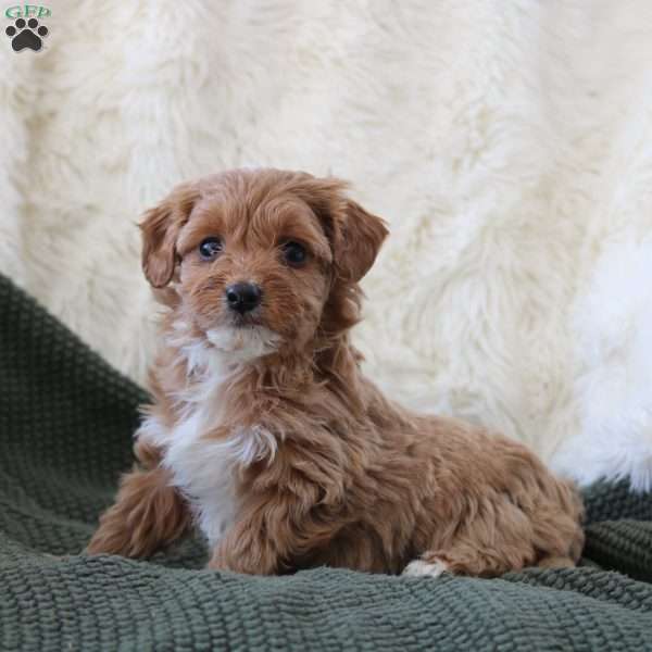 Willow, Mini Goldendoodle Puppy